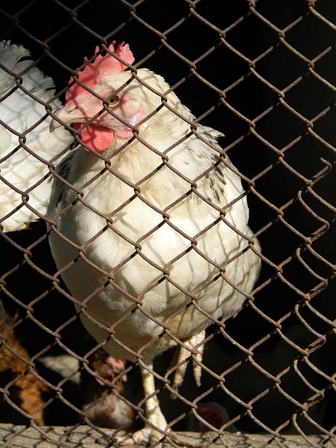 CBA广东队连续三场胜利